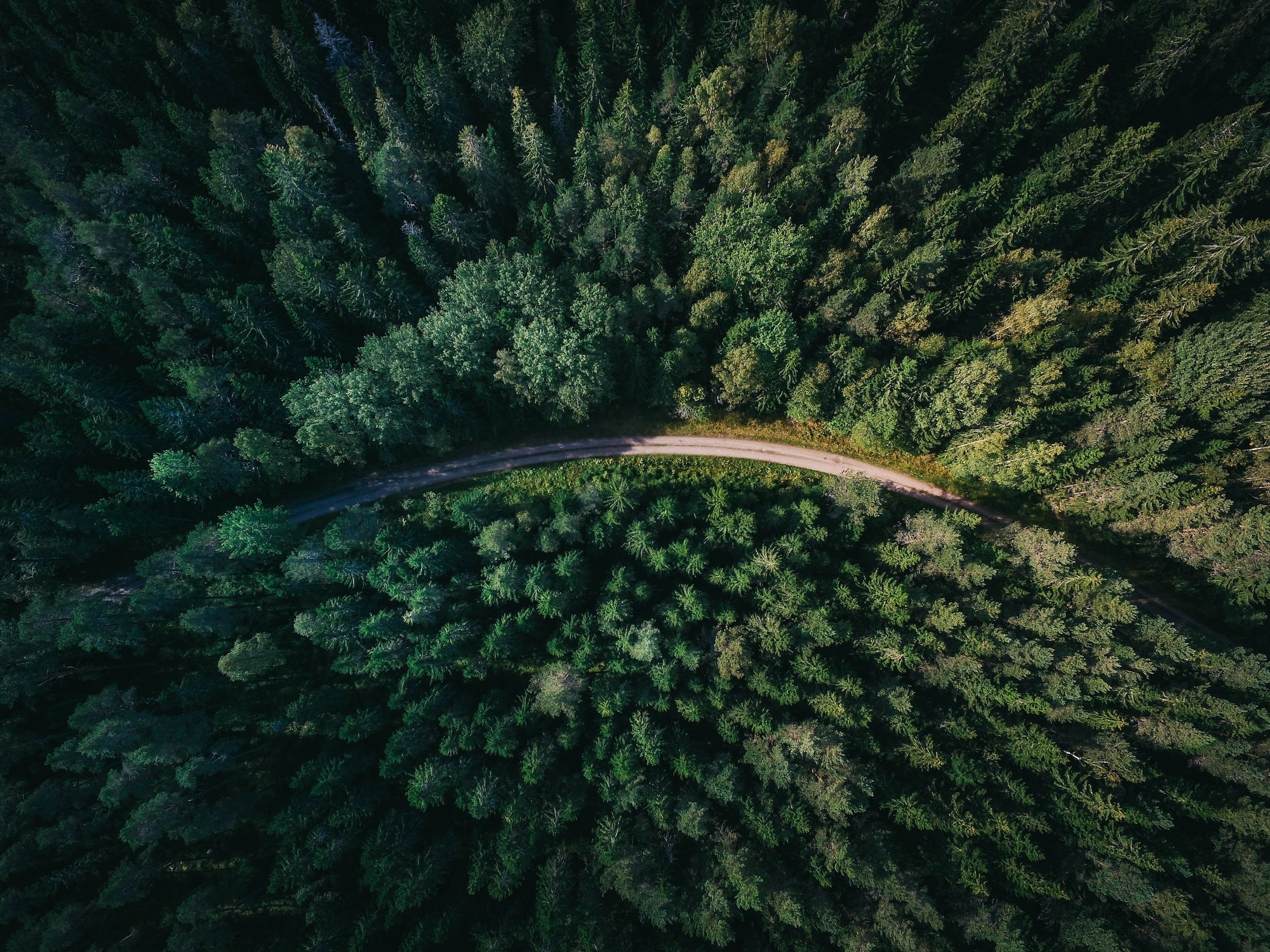 Running through a forest