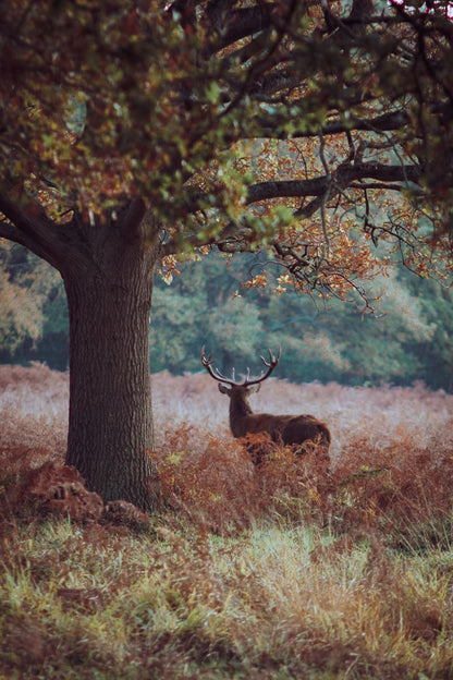 Richmond and Wimbledon Trail Half Marathon